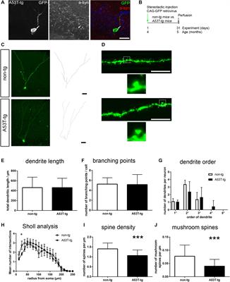 Intracellular A53T Mutant α-Synuclein Impairs Adult Hippocampal Newborn Neuron Integration